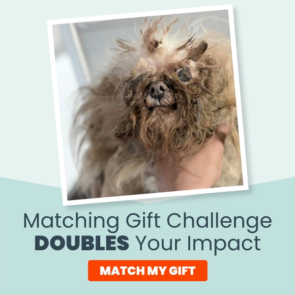 https://give.vhslifesaver.org/